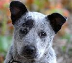 Тема: «Диссонансный орнаментальный сказ: типизация или селекция бренда?»