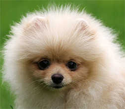 Шпицы и примитивные типы собак