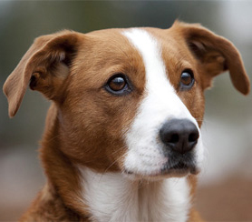 Пинчеры и шнауцеры