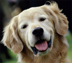 Ретриверы, спаниели и водяные собаки